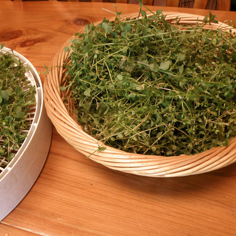 WILD CHICKWEED HERBAL SALVE 2OZ 🌿